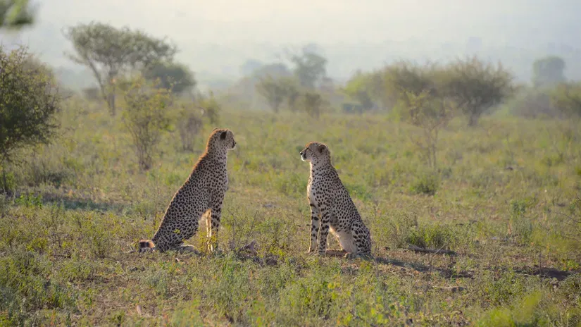 Leopards_at_Sariska_Wildlife_Sanctuary