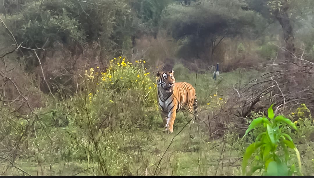 sariska_1_8ec08b326d