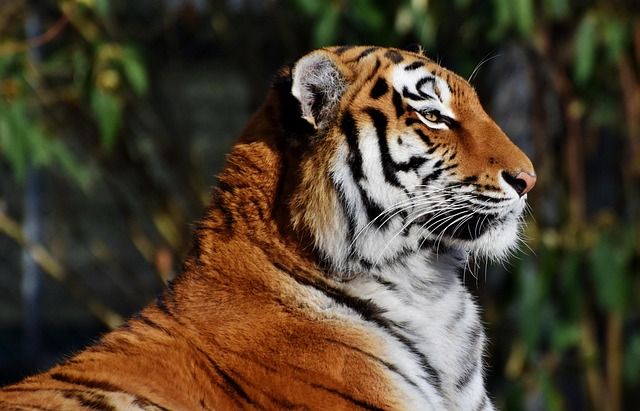 tiger_3096211_640_d64f460f2c