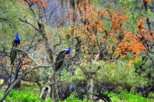 Sariska National Park