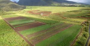 Tijara Farmland