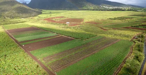 Tijara Farmland
