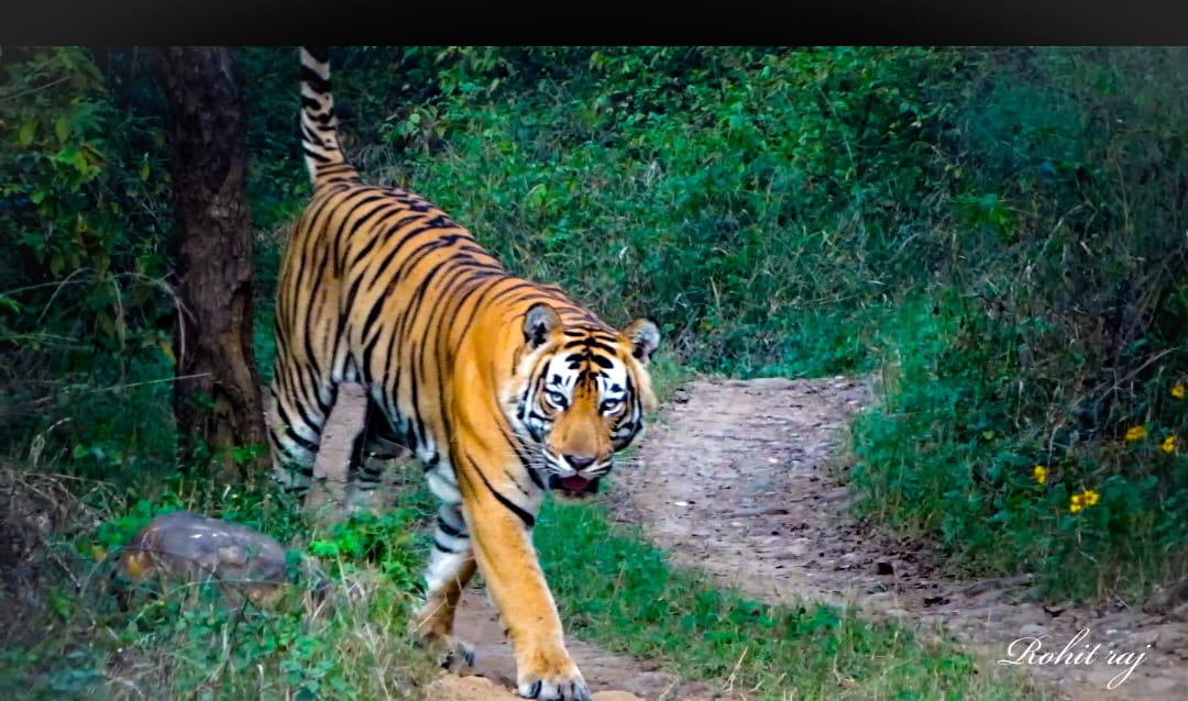 sariska3_b4c2d681fe