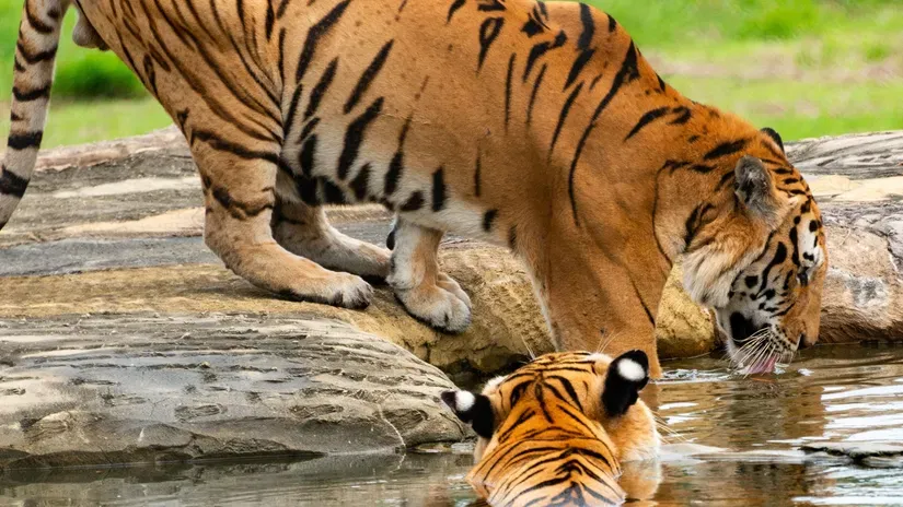 sariska_tiger_reserv_hsbq4w