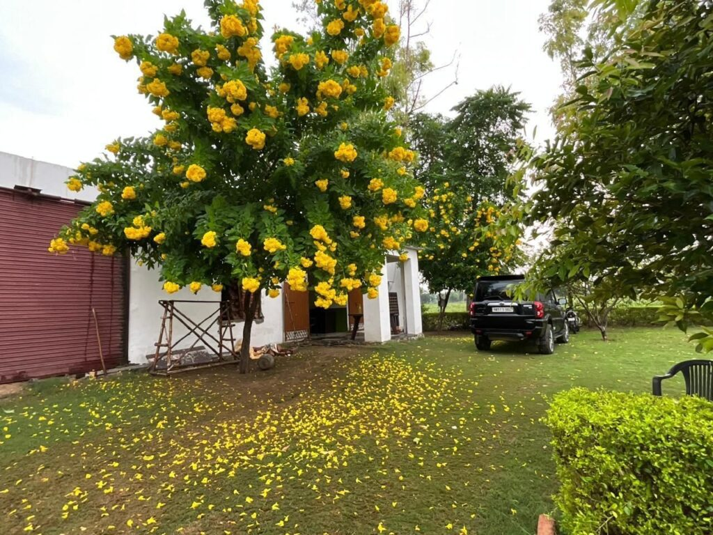 Tijara organic farm