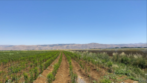 Agricultural Land in Tijara