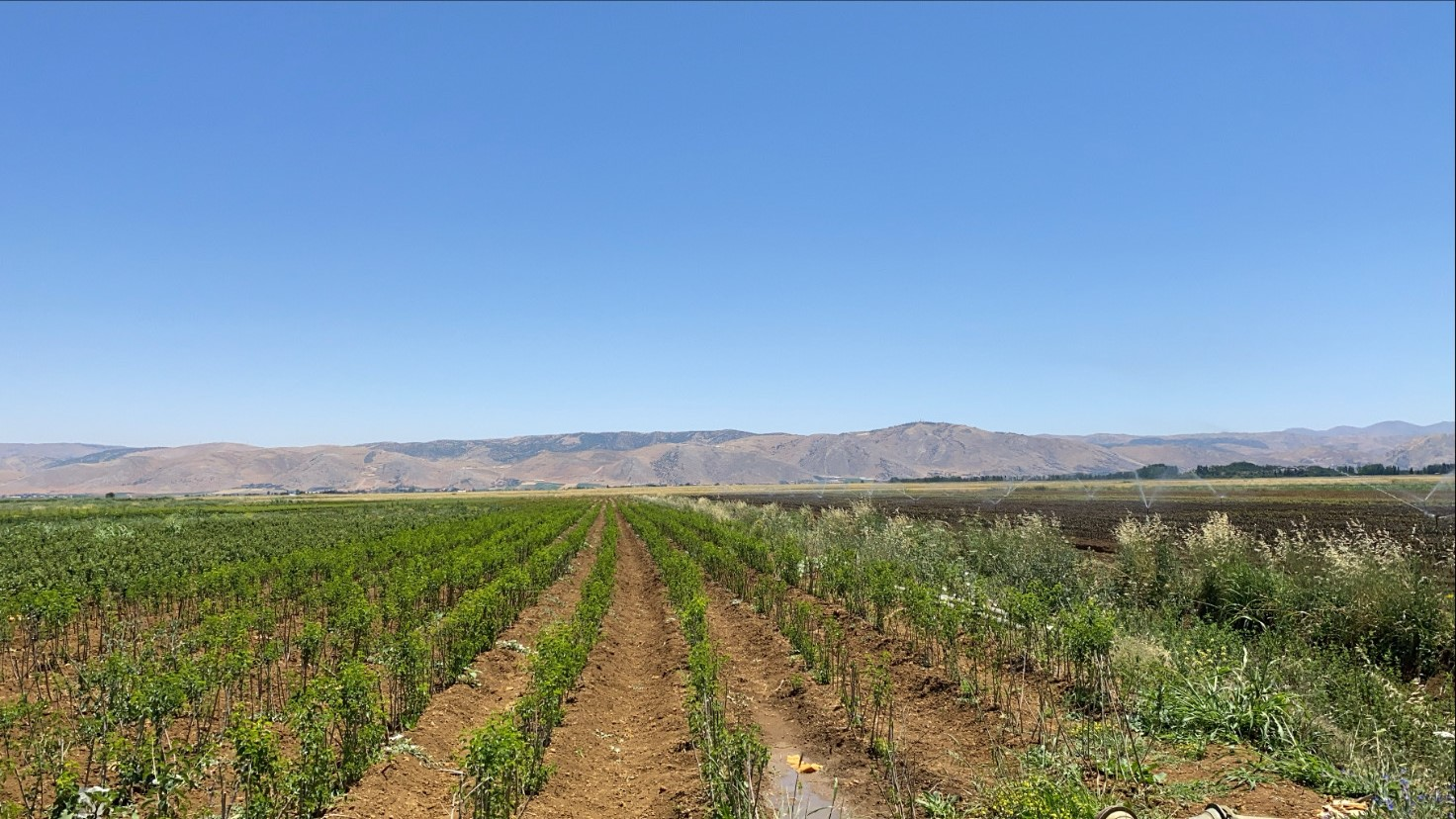 Agricultural Land in Tijara