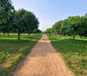 Farmland near Gurgaon
