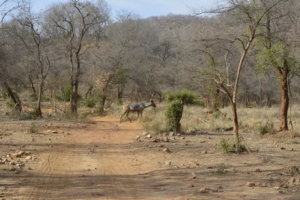 Sariska National Park